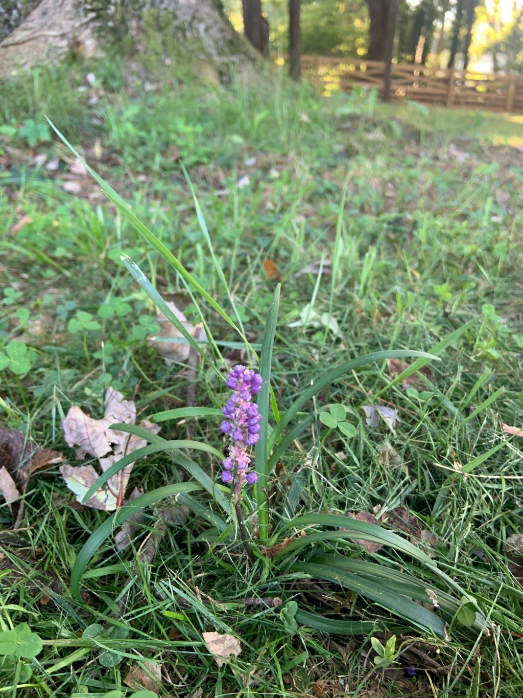 The Parable of the Purple&nbsp;Flowers