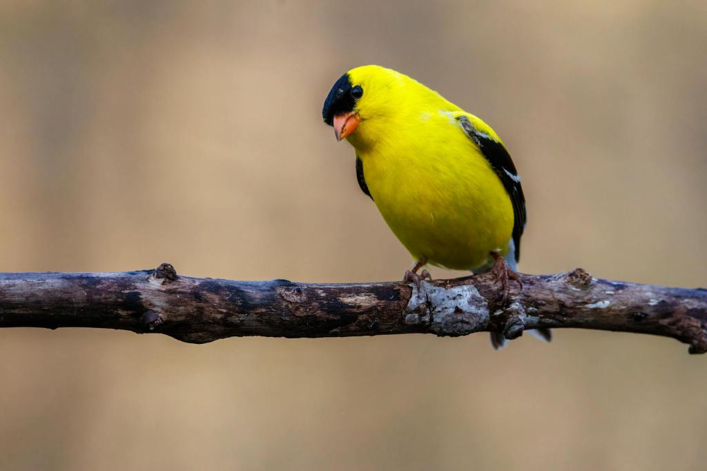 The Thing about&nbsp;Goldfinches